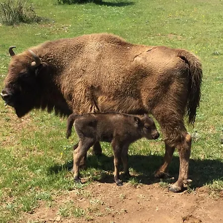 La Mozoncillo de Juarros