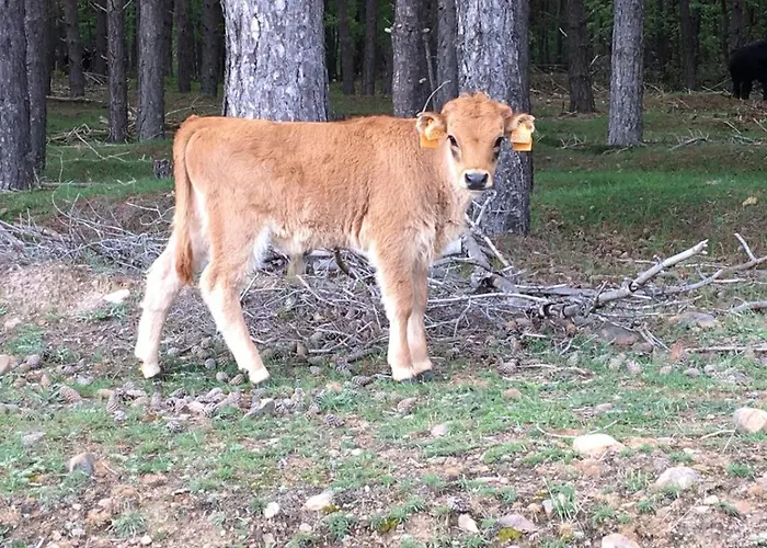 La منزل ريفي